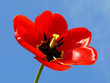 open red tulip