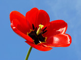 open red tulip