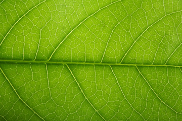 Fresh tree leaf texture and white background