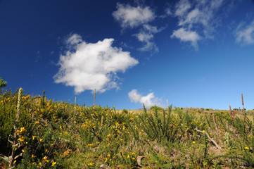 Végétation de montagne au Maïdo.