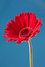 Red Gerber Daisy On Blue Background