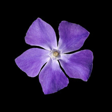 Periwinkle Purple Flower - Vinca Minor - Isolated On Black