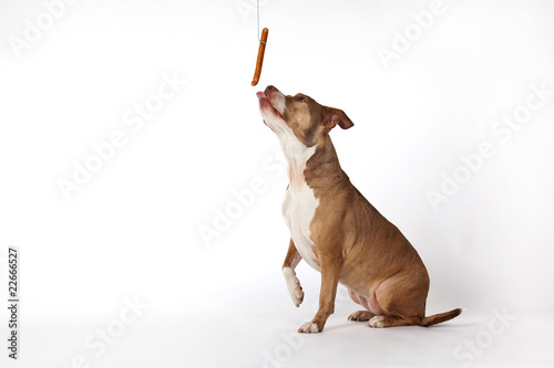 hund mit wurst bilder HUND MIT WURST BILDER