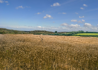 Common flax field or Linum in rural Somerset