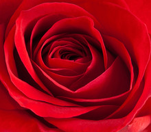 Close-up Of A Beautiful Red Rose