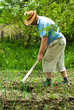 © Gabriel Blaj - Farmer digging cultivated onion