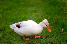 Crested White Duck