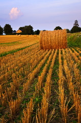 Wall Mural - Farm field at dusk