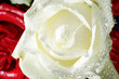 Weiße Rose mit Regentropfen Nahaufnahme