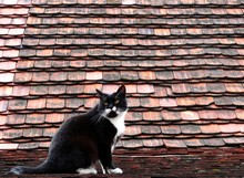 Black Cat Sitting On Roof