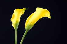 Two Yellow Calla Lilies On Black
