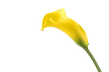 Isolated Calla Flower