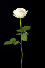 White Rose On Black
