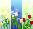 banner with tulips