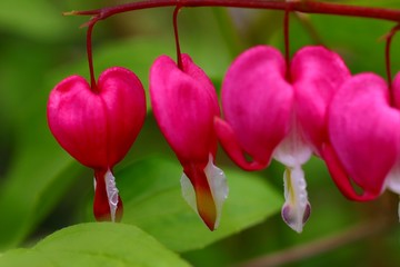 Wall Mural - dicentra