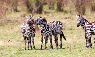 Sticker - Herd of zebras (African Equids)