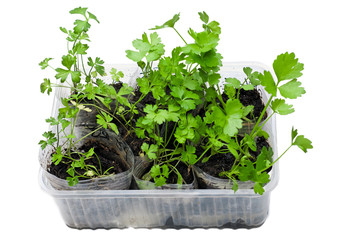 Wall Mural - green young plants in cup isolated on white