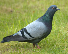 Wood Pigeon On Grass Background