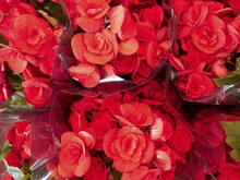 Bouquets Of Red Begonia Background