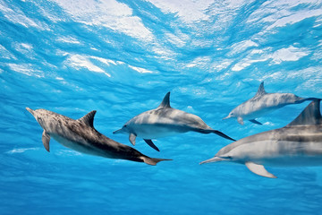 Wall Mural - Dolphins in the sea