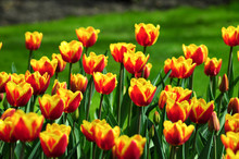 Tulpen Meer