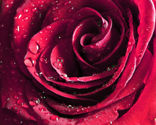 Beautiful Rose With Water Drops