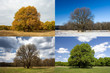 © cybersaint - Oak in four seasons