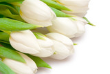 Fototapeta Tulipany - tulips