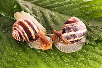 Wall Mural - Two snails on leaf closeup