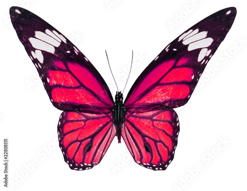 Fotografie, Obraz Red Color Monarch Butterfly isolated on white background