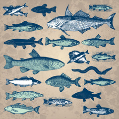 Wall Mural - vintage fish set (vector)