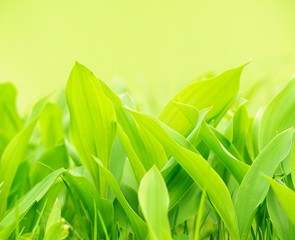 Wall Mural - Fresh green grass