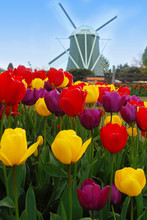 Tulips And Windmill.