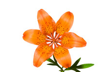 Lily (Lilium Pensylvanicum) 24