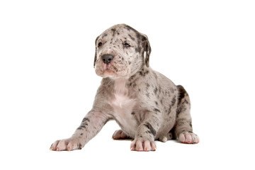 Wall Mural - front fiew of a sitting blue Merle great dane puppy