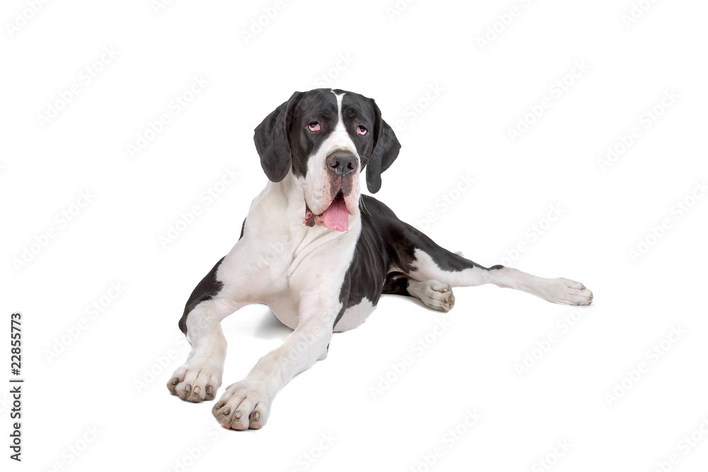 beautiful great dane dog isolated on a white background - obrazy, fototapety, plakaty 