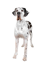 Great Dane Dog Isolated On A White Background