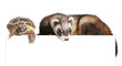 Ferret and tortoise on a white background