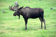 moose on grass, Alaska