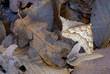 Mimetic brown striped moth among dead leaves
