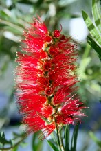 Callistemon Viminalis Red Flower Weeping Bottlebrush
