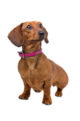 Wall Mural - front view of a short haired Dachshund