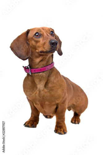 Front View Of A Short Haired Dachshund Buy This Stock Photo And