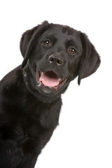 Wall Mural - black labrador retriever puppy  isolated on a white background