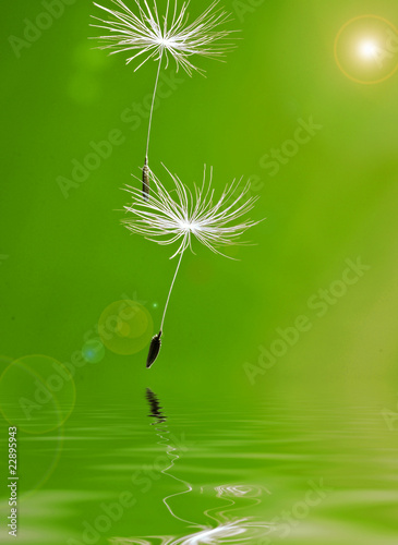 Naklejka - mata magnetyczna na lodówkę flying seeds