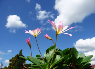 Sticker - Pink Tweedia Flowers