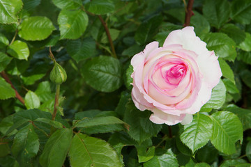 White Pink Rose