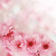 Soft spring cherry flowers background