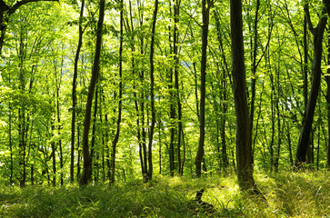  Forest