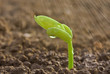 © alefree - little bud under the rain on the ground